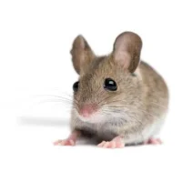 Rat Pest Control