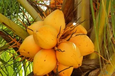 Tender Coconut